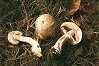 Agaricus xanthoderma variet xanthoderma