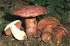 Boletus splendidus