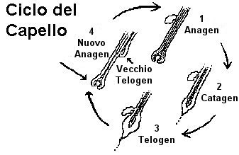 PORTA AL CICLO DEL CAPELLO