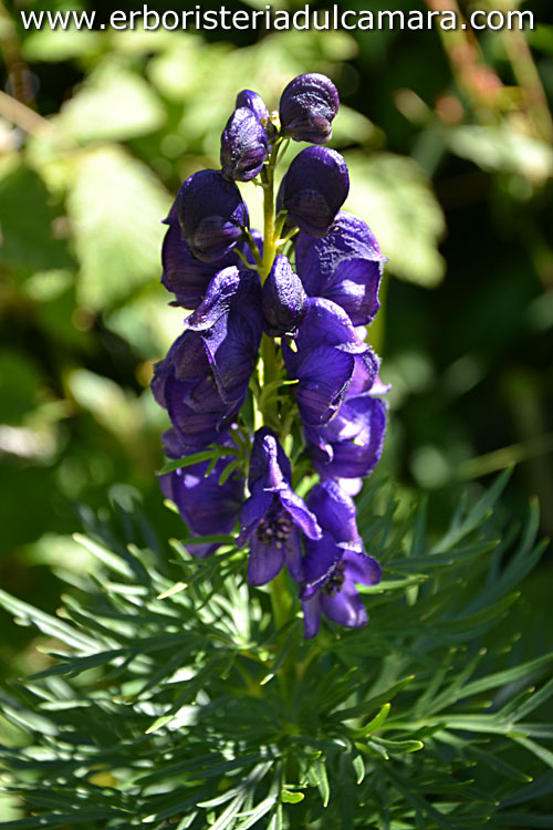 Aconitum napellus (Ranunculaceae)