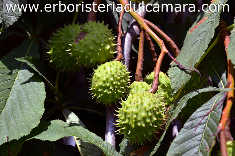 Aesculus hippocastanum (Sapindaceae)