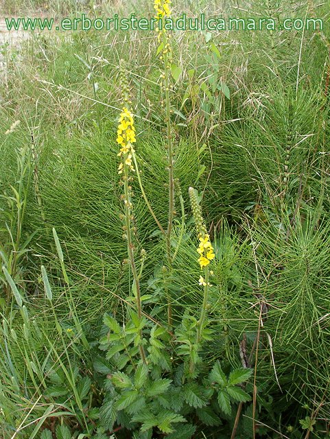 Agrimonia eupatoria (Rosaceae)