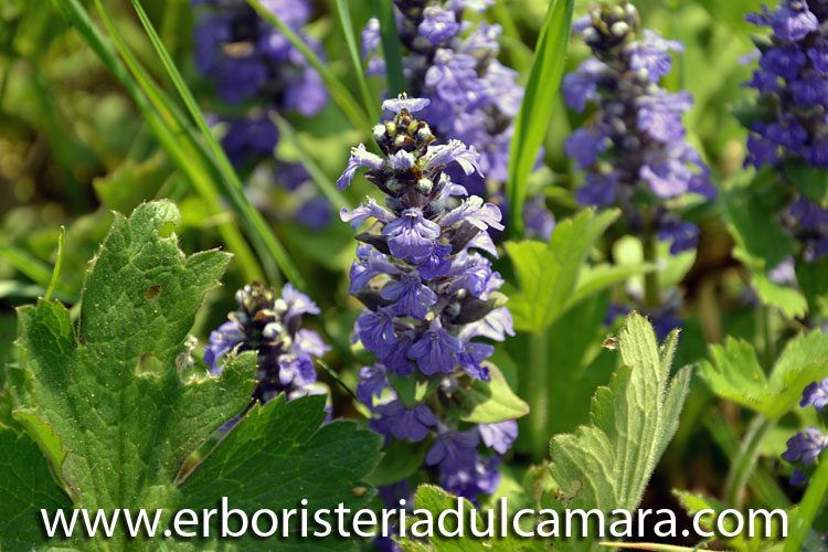 Aiuga reptans (Lamiaceae)