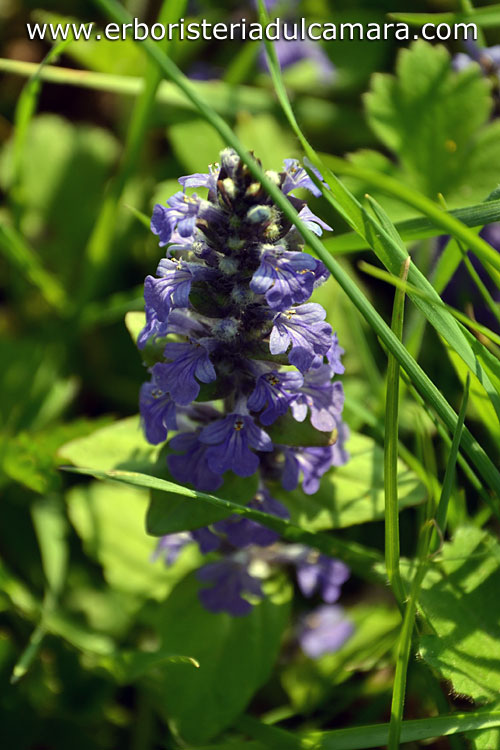 Ajuga reptans (Lamiaceae)