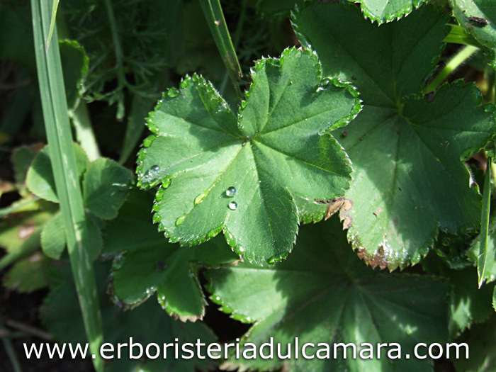 Alchemilla vulgaris (Rosaceae)