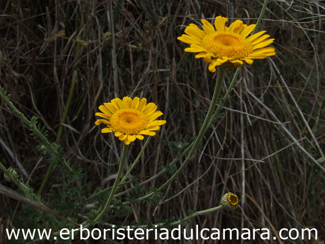 Anthemis tinctoria (Asteraceae)