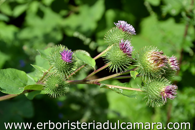 Arctium lappa (Asteraceae)