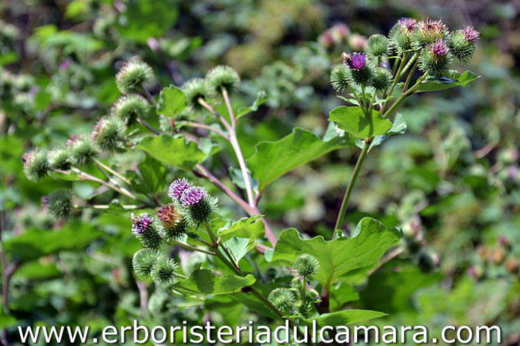 Arctium lappa (Asteraceae)