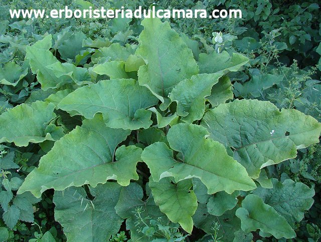 Arctium nemorosum (Asteraceae)