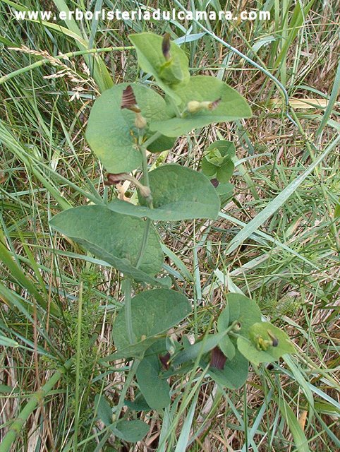 Aristolochia rotunda (Aristolochiaceae)