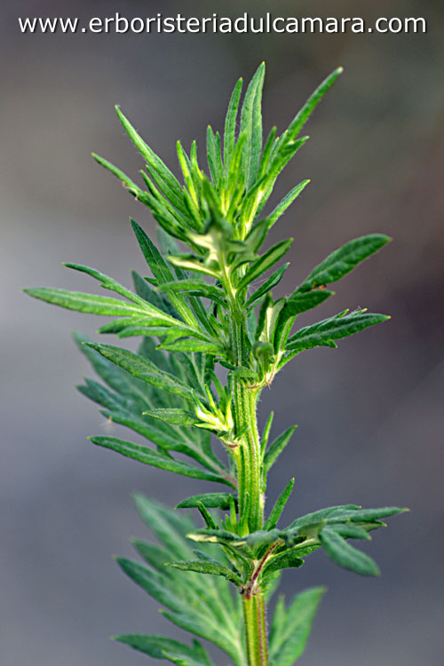 Artemisia vulgaris (Asteraceae)