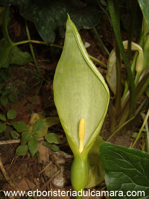 Arum italicum (Araceae)