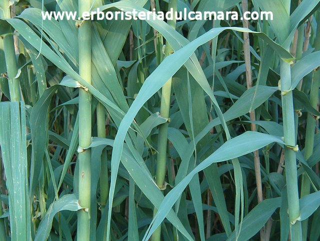 Arundo donax (Poaceae)