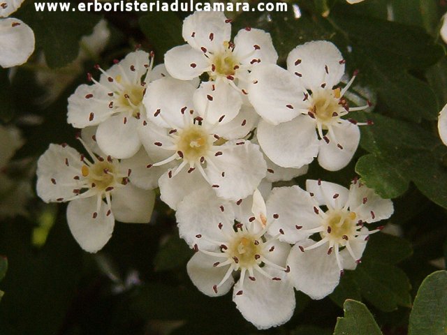 Crataegus monogyna (Rosaceae)