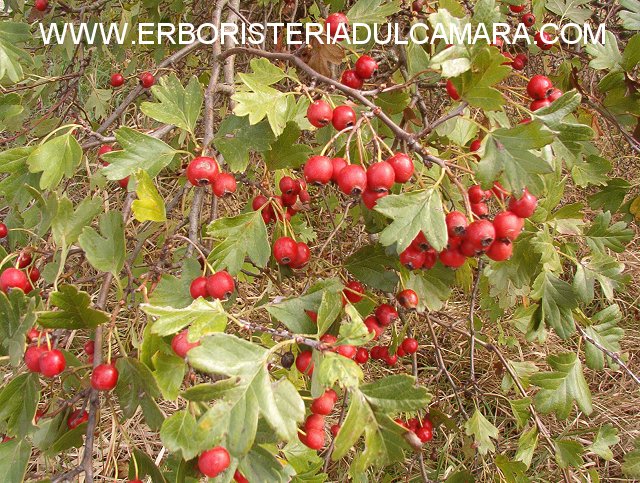 Crataegus monogina (Rosaceae)