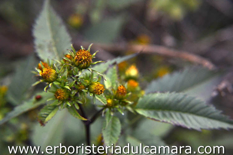 Bidens frondosa (Asteraceae)