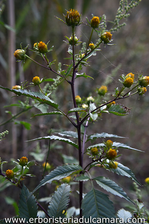 Bidens frondosa (Asteraceae)