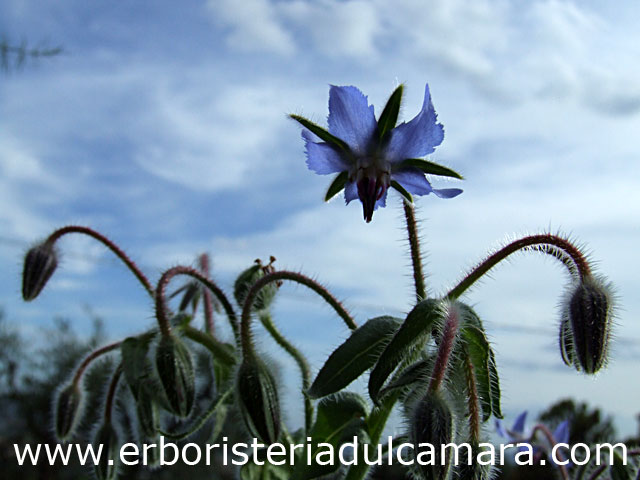 Borago officinalis (Boraginaceae)