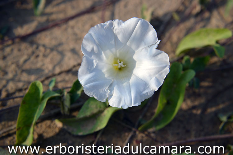 Calystegia sepium (Convolvulaceae)