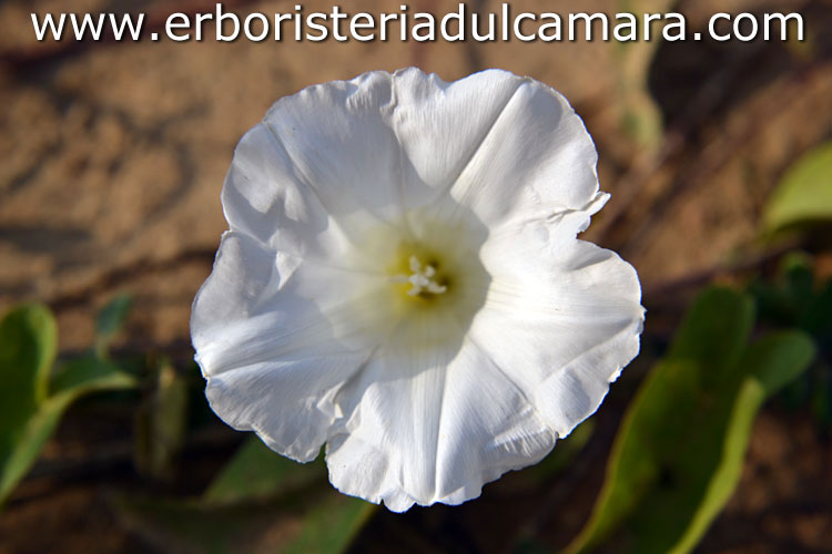 Calystegia sepium (Convolvulaceae)