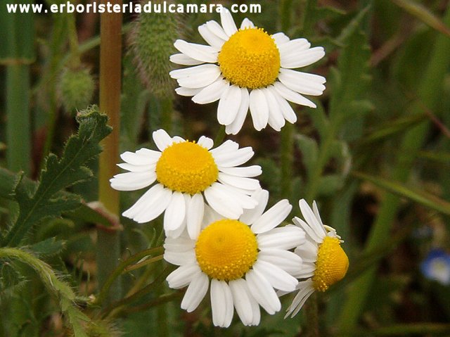 Matricaria chamomilla (Asteraceae)