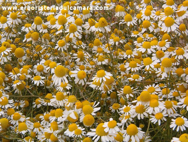 Matricaria chamomilla (Asteraceae)