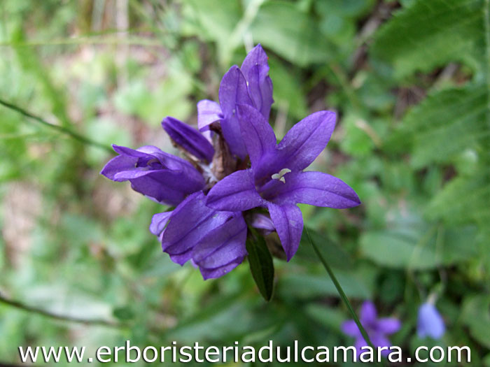 Campanula glomerata (Campanulaceae)