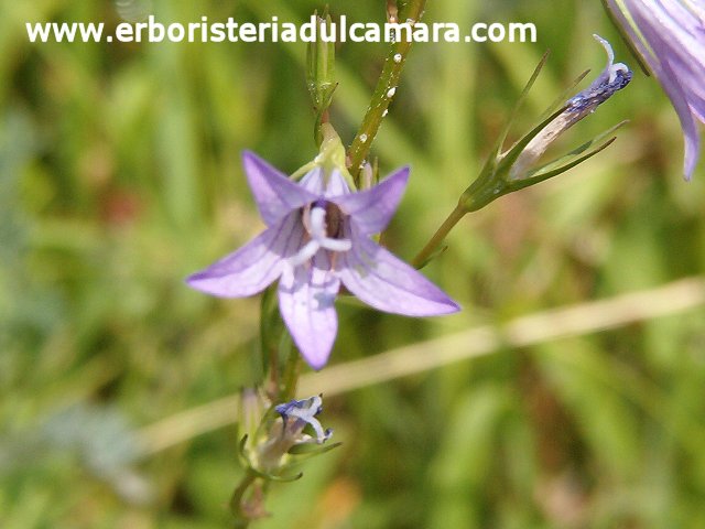 Campanula rapunculus (Campanulaceae)