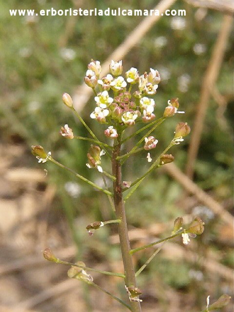 Capsella bursa-pastoris (Brassicaceae)