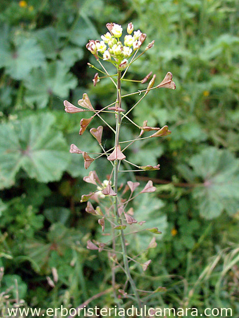 Capsella bursa pastoris (Brassicaceae)