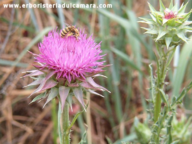 Carduus nutans (Asteraceae)