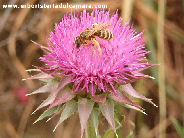 Carduus nutans (Asteraceae)