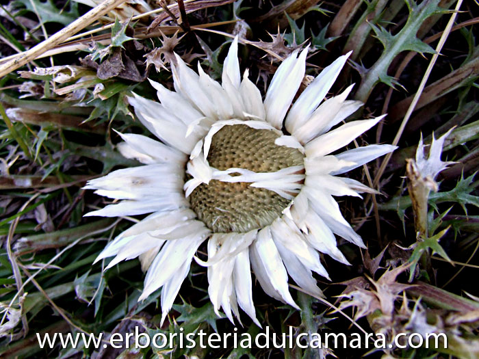 Carlina acaulis (Asteraceae)