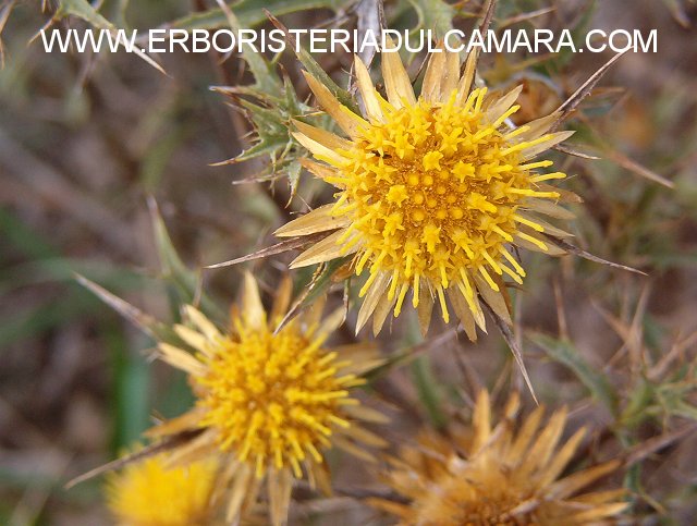 Carlina corymbosa (Asteraceae)