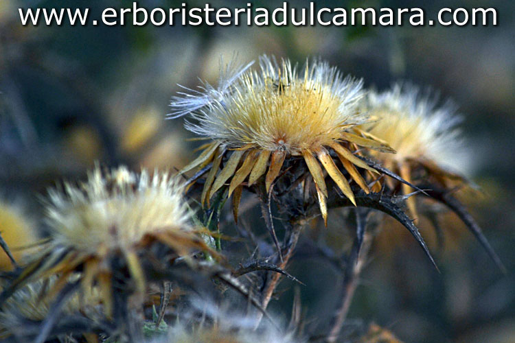 Carlina corymbosa (Asteraceae)