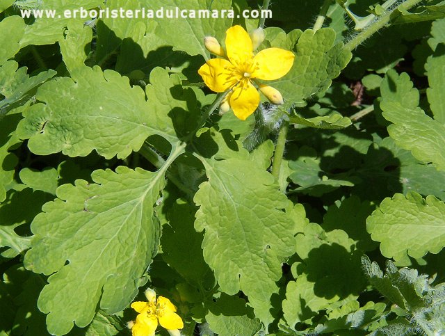 Chelidonium majus (Papaveraceae)