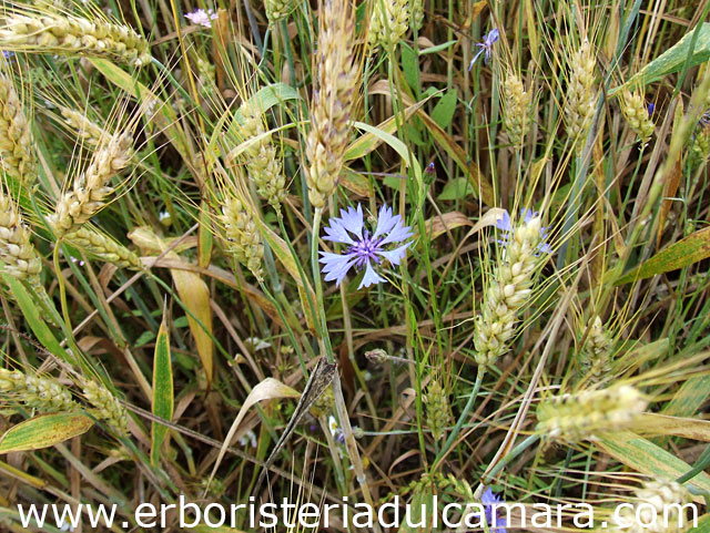 Centaurea cyanus (Asteraceae)