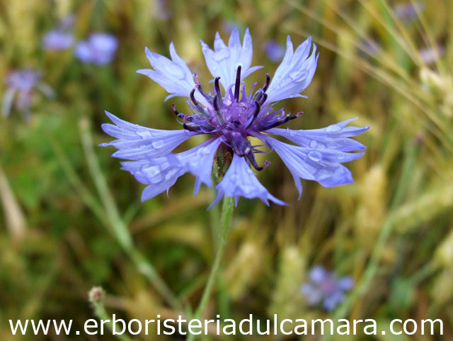 Centaurea cyanus (Asteraceae)