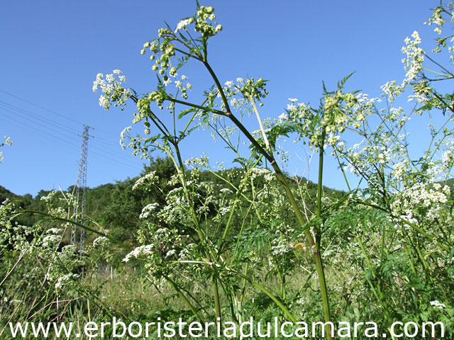 Chaerophyllum temulentum (Umbelliferae)