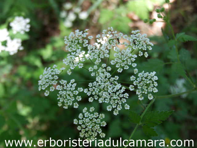 Chaerophyllum temulentum (Umbelliferae)