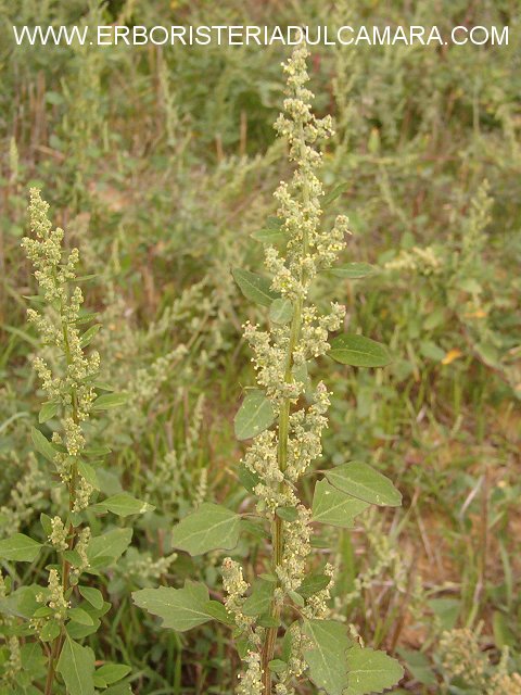 Chenopodium album (Chenopodiaceae)