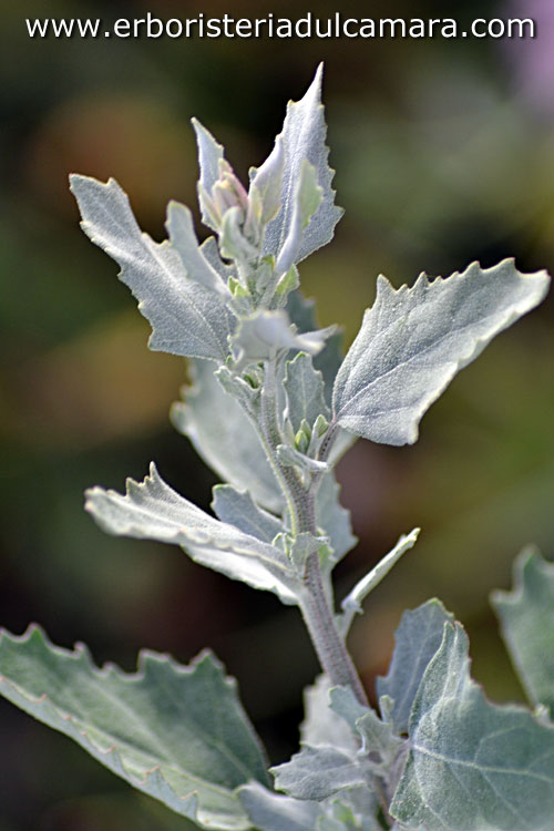 Chenopodium album (Chenopodiaceae)