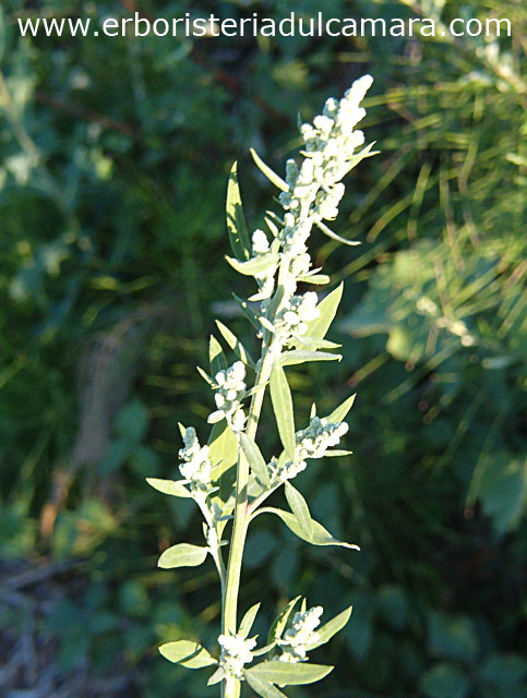 Chenopodium album (Chenopodiaceae)