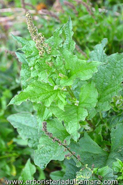 Chenopodium bonus-henricus (Chenopodiaceae)