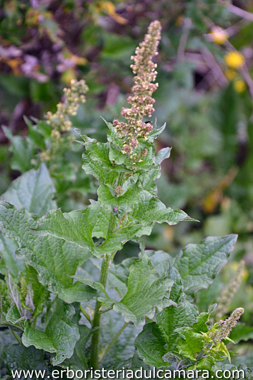 Chenopodium bonus-henricus (Chenopodiaceae)