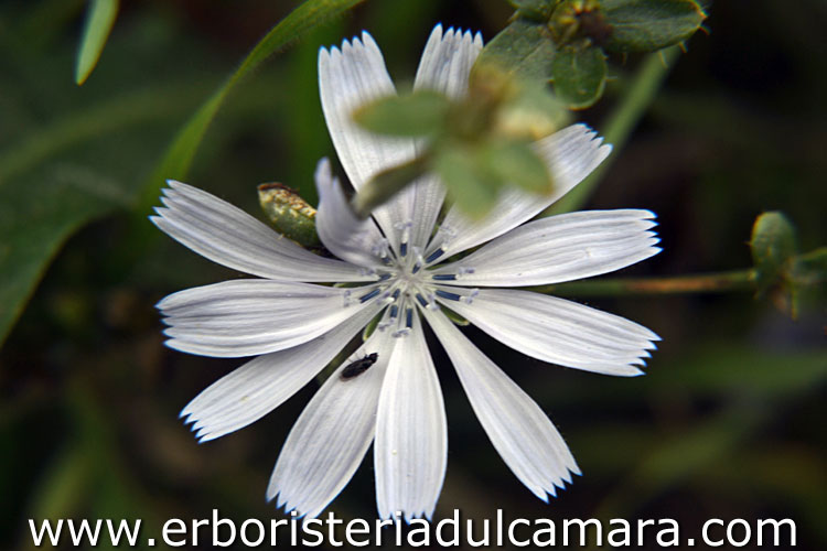 Cichorium intybus (Asteraceae)