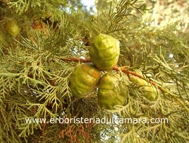 Cupressus sempervirens (Cupressaceae)