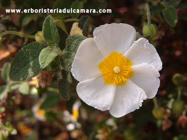 Cistus salvifolius (Cistaceae)