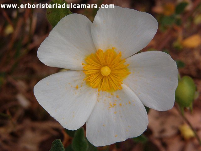 Cistus salvifolius (Cistaceae)