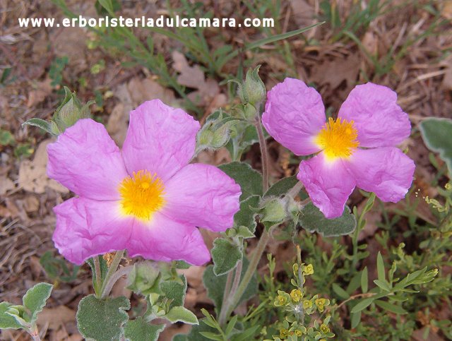 Cistus incanus (Cistaceae)